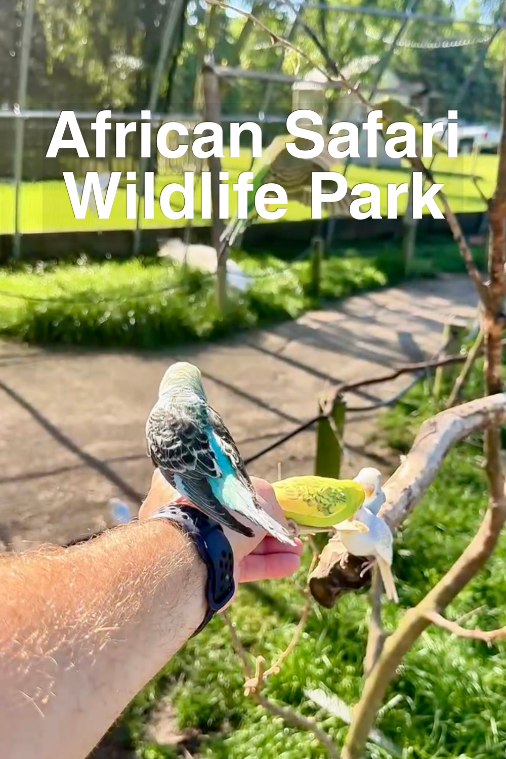 African Safari Wildlife Park